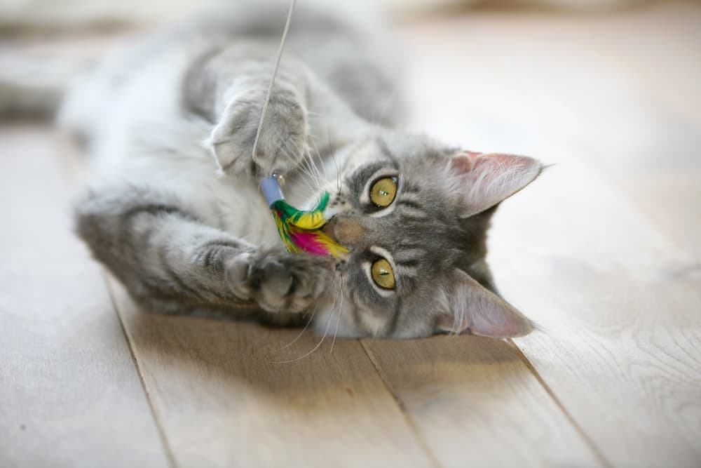 Indoor Playtime/Cuddle Sessions